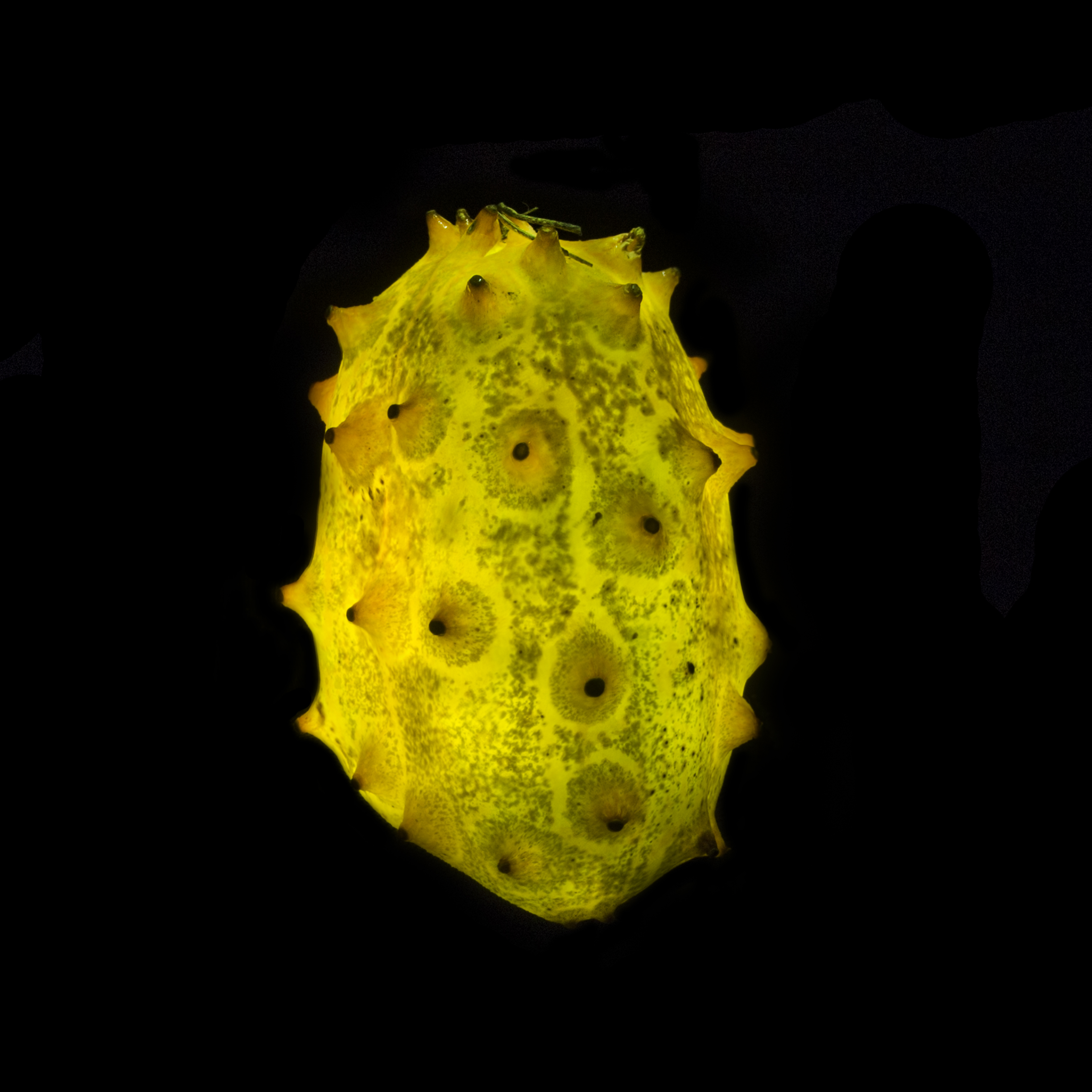 Kiwano