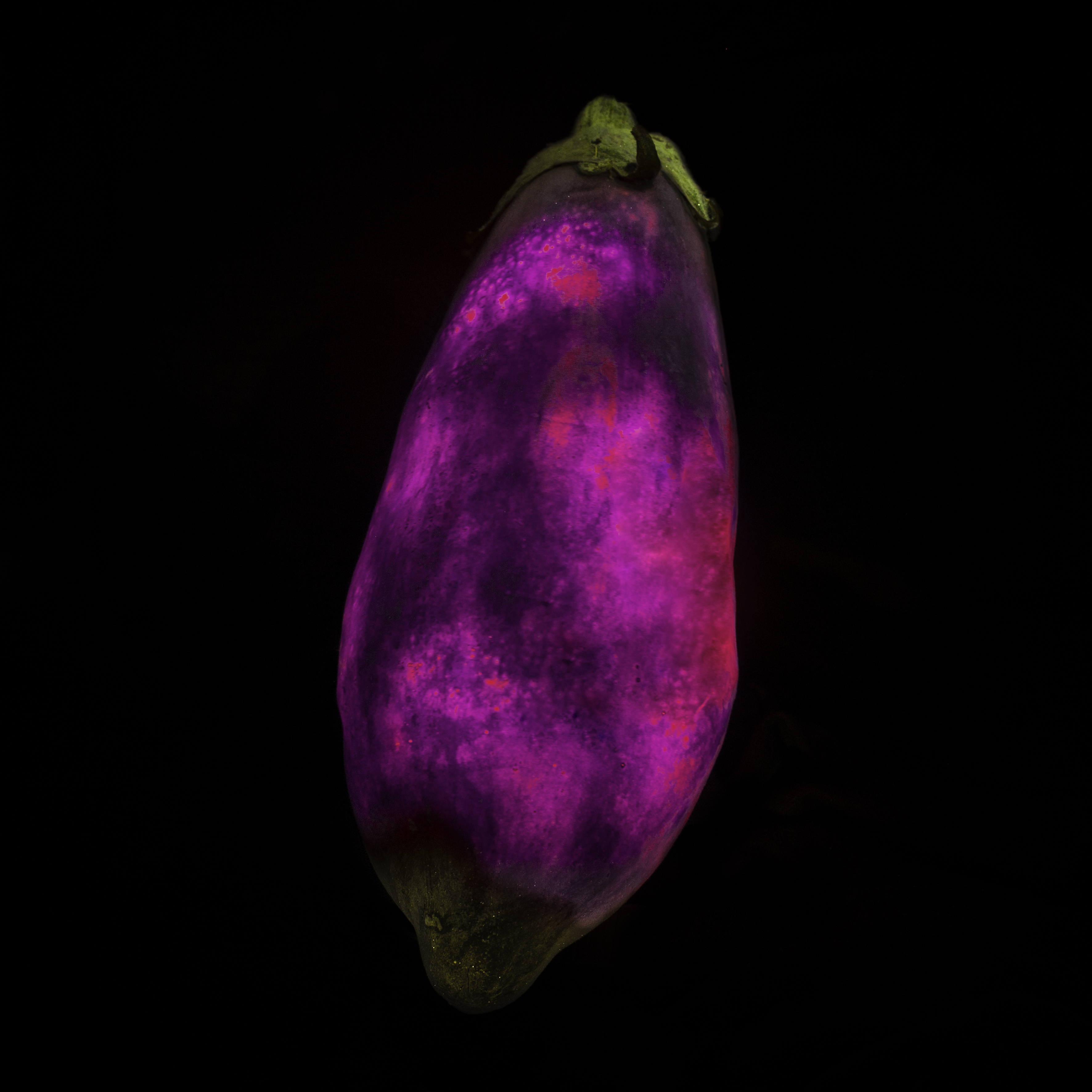 Eggplant